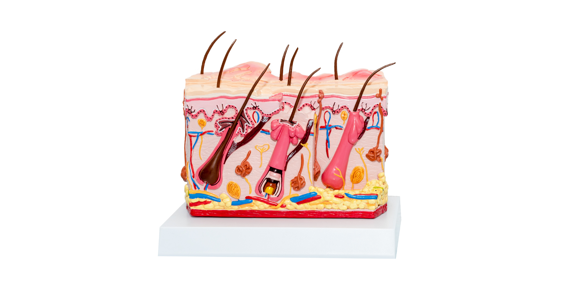 skin structure anatomy